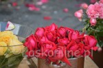 DSC_0286.jpg