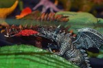 bdsc_0205.jpg
